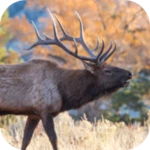 elk sounds android application logo